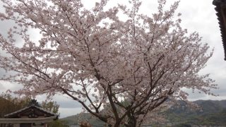 桜を見に行きました